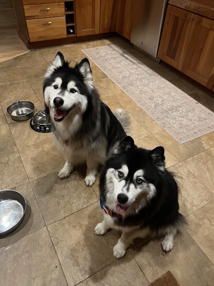 Two dogs sitting in kitchen